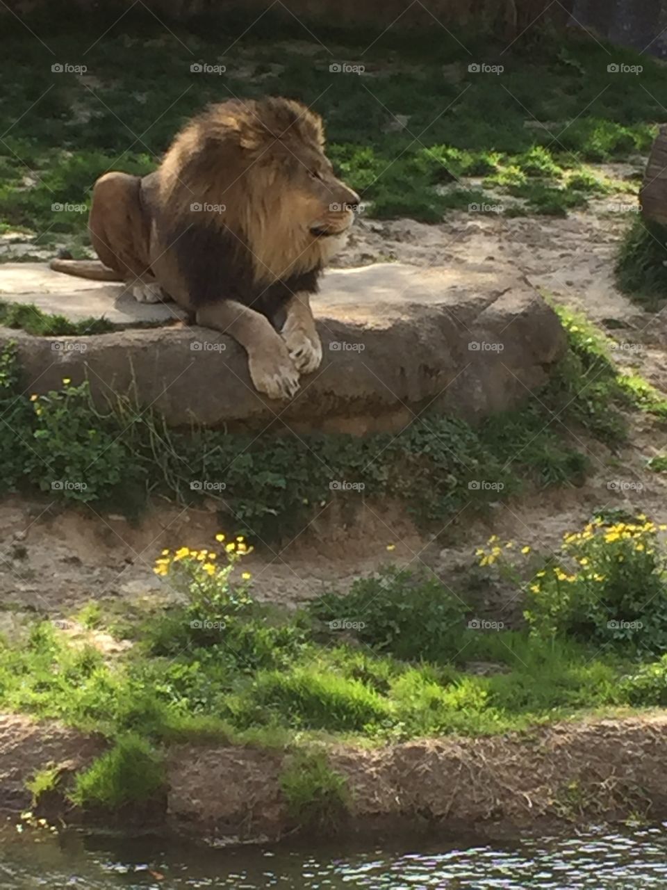 Male lion at the Memphis Zoo