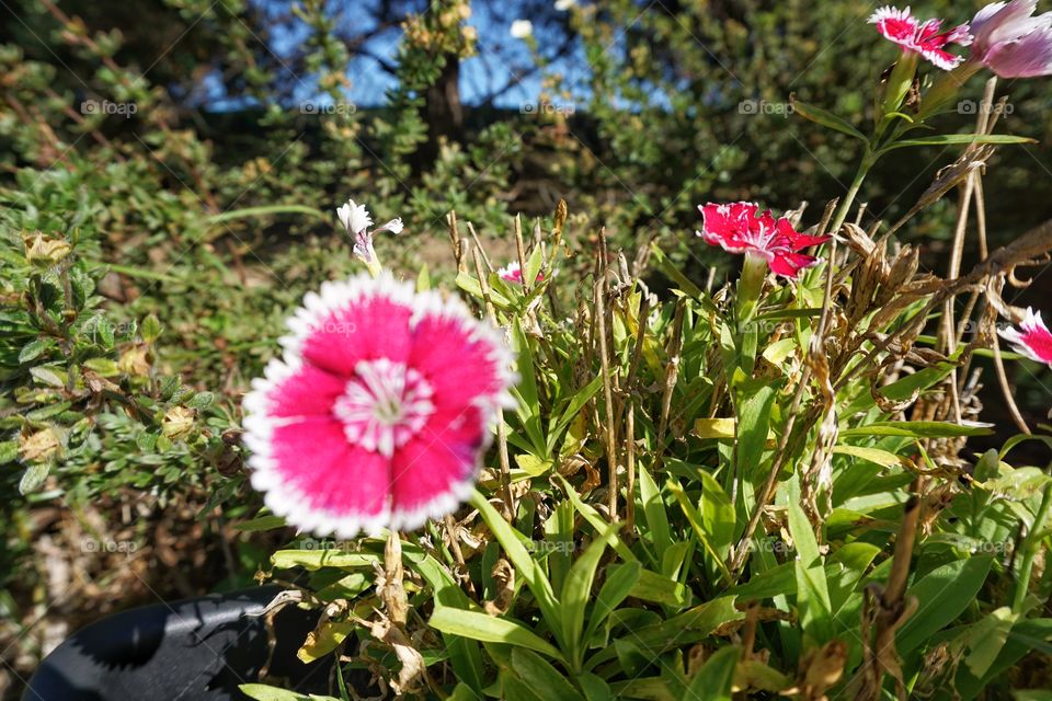 Nature. Delicate Pink and White Flowers