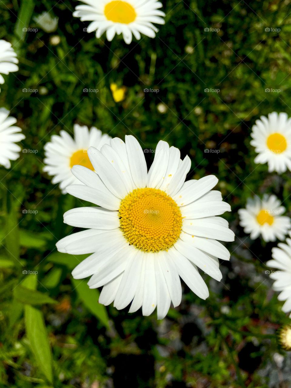 Daisies