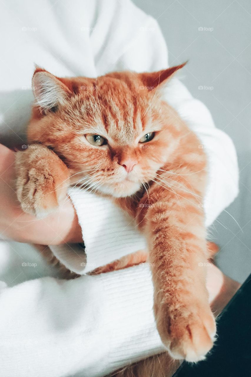 A beautiful red thoroughbred cat sits in the arms of his young Caucasian female mistress in a white sweater, hanging his front paws and looking away with bliss, enjoying life, close-up side view.