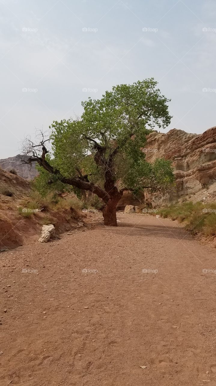 green tree in desert wash