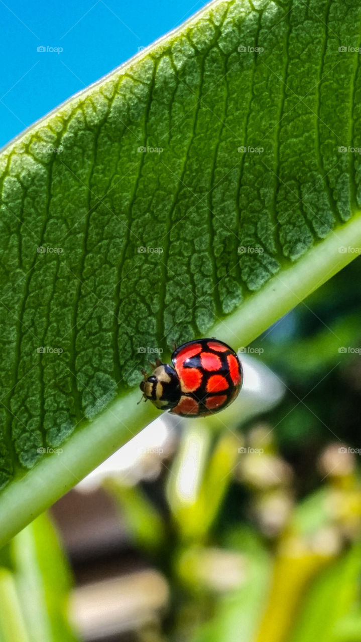 Red ladybug on a green leaf