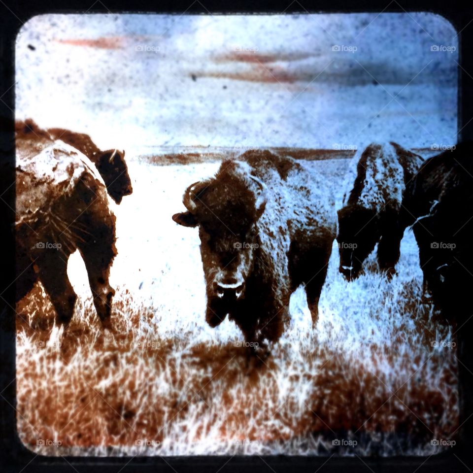 Buffalo