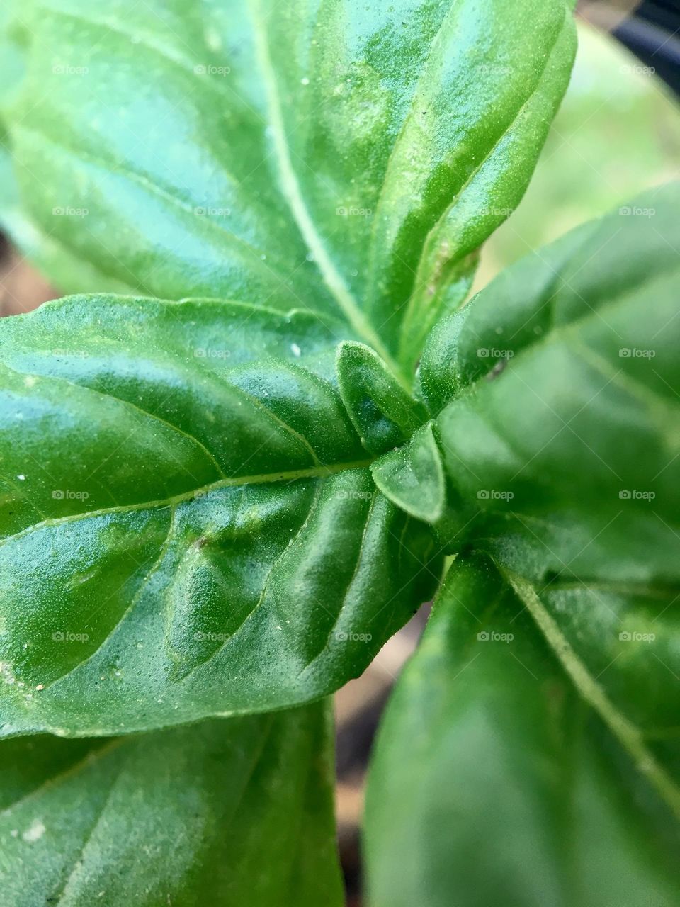 Basil leaves