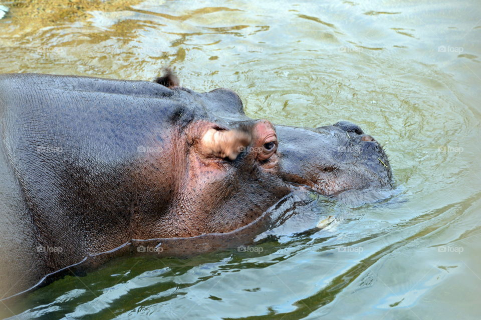 Hippopotamus in water