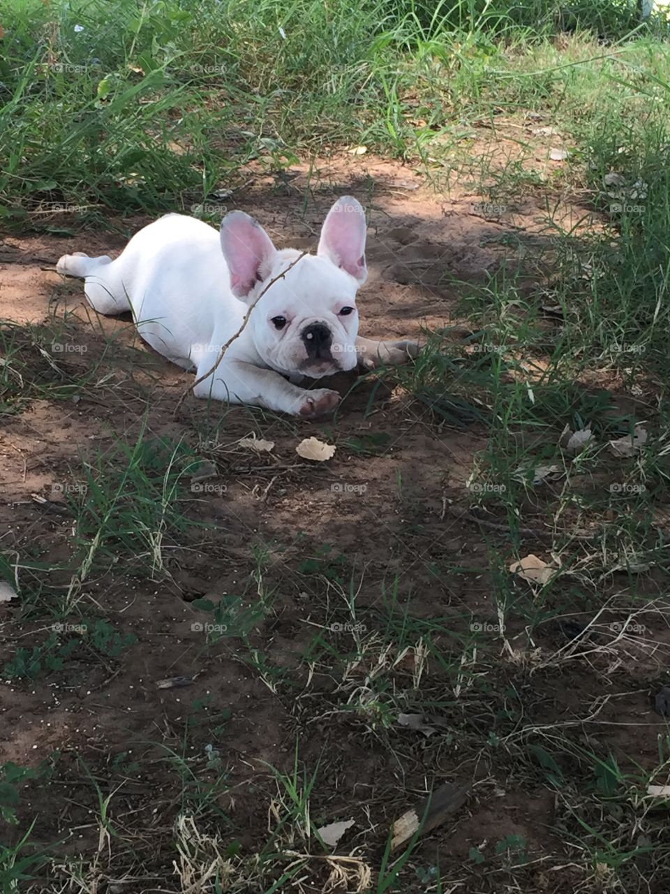 Oggie is cooling down in the dirt and shade. Nothing like laying his belly on some shades ground.