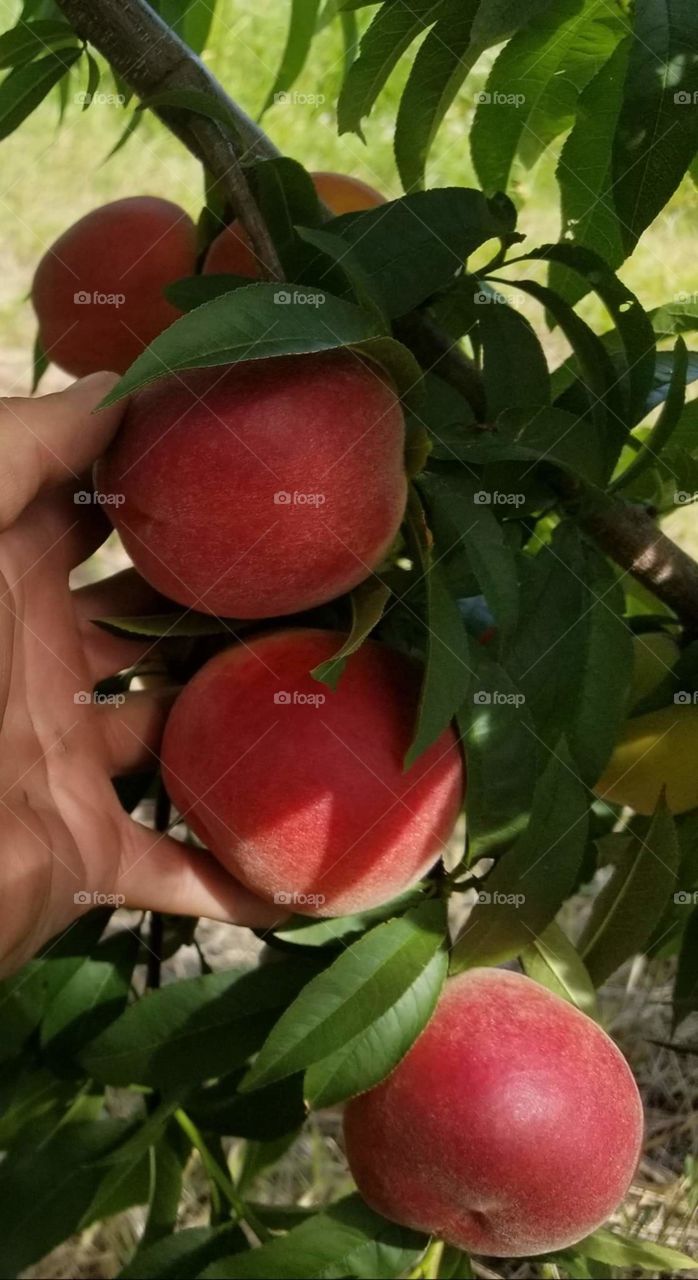 Time to pick the peaches