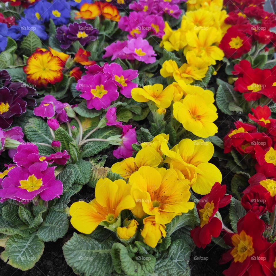 bright spring flowers in vases