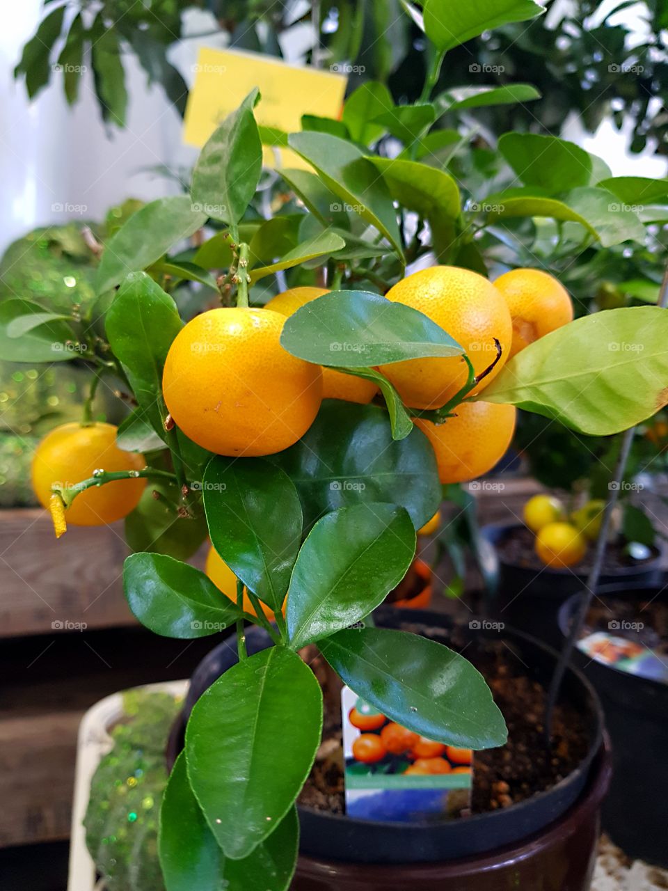 Huge Citrus Fruit