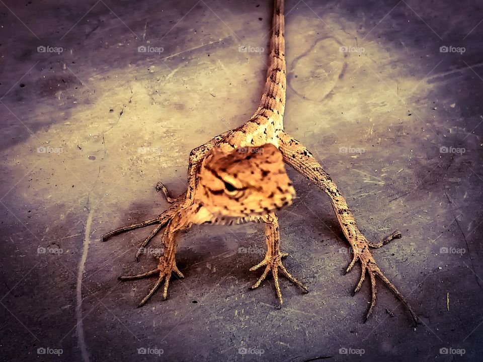 Beautiful oriental garden lizard image india