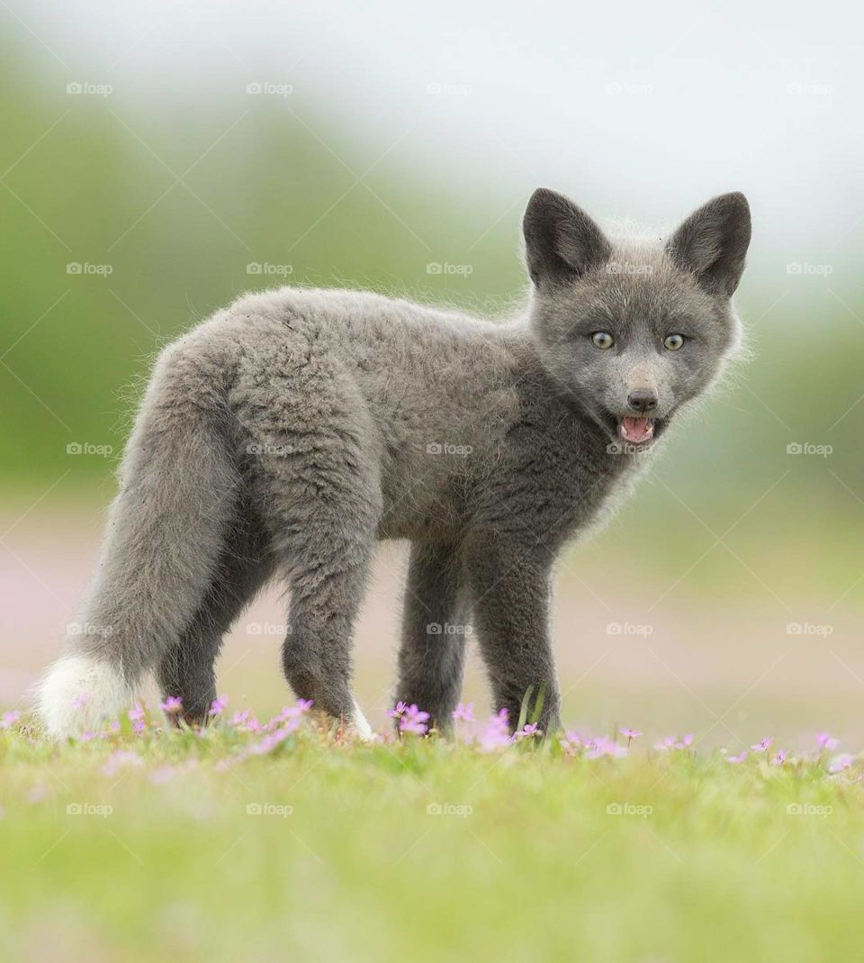 Beauty Fox gris