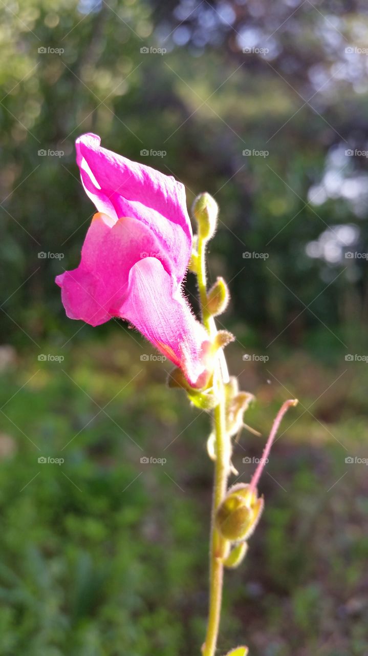 Close up Flower