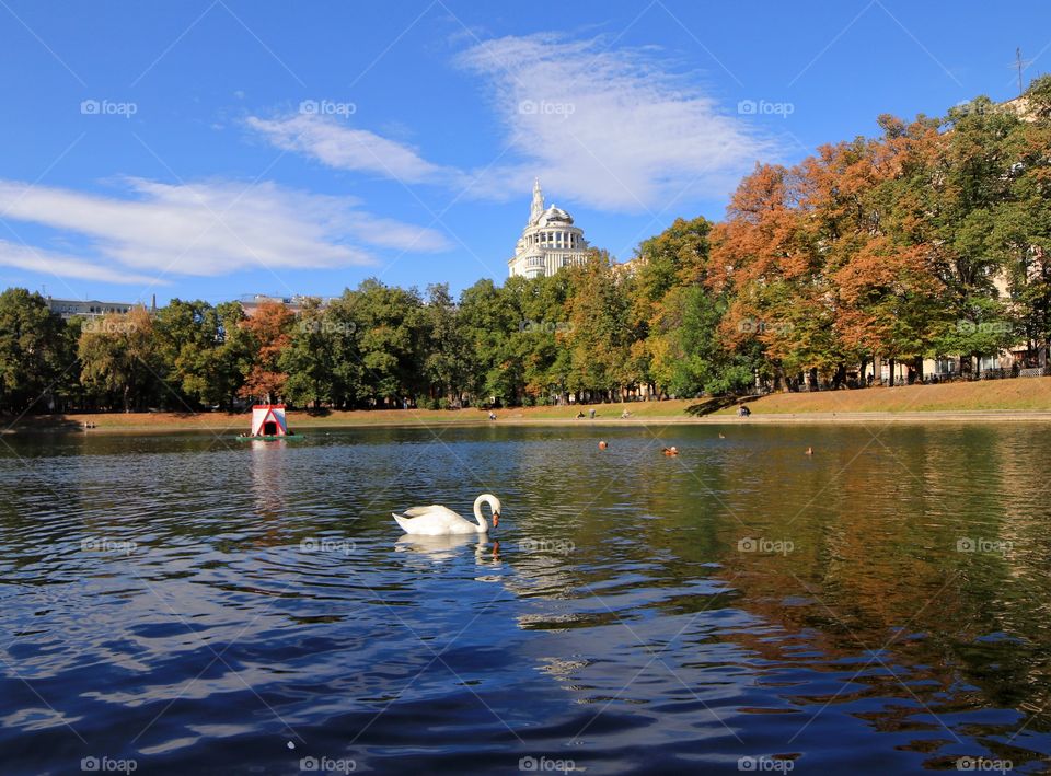 Swan on a pond in the fall