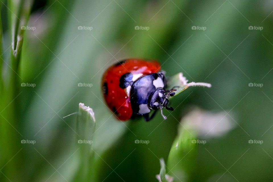 Ladybug on a blade of grass