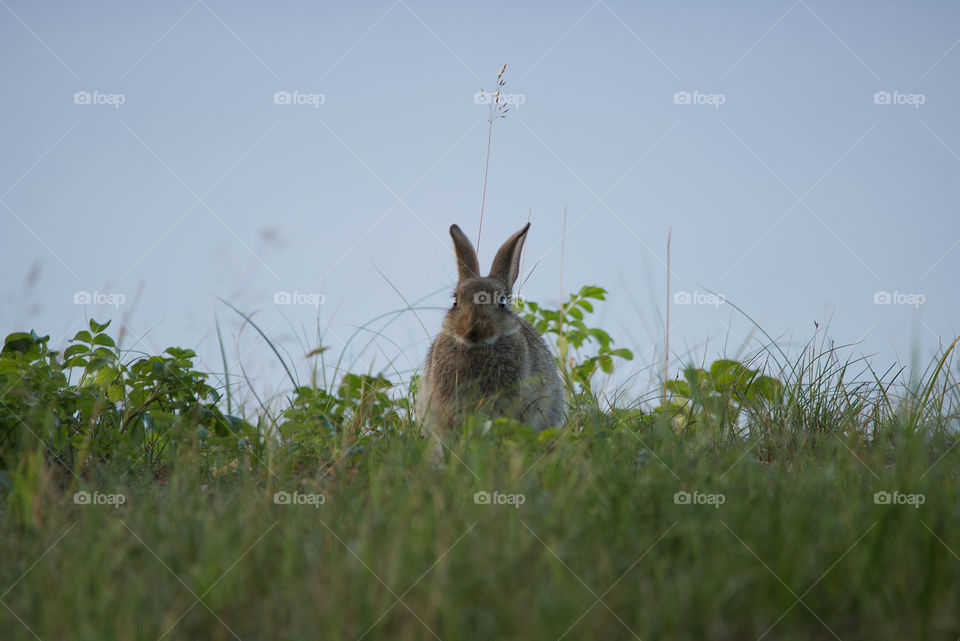 Balticsea Rabbit