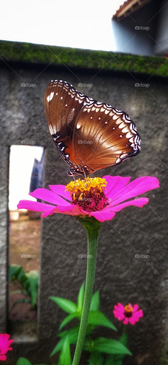 Beautiful butterfly sucking nectar on a zinnia flower