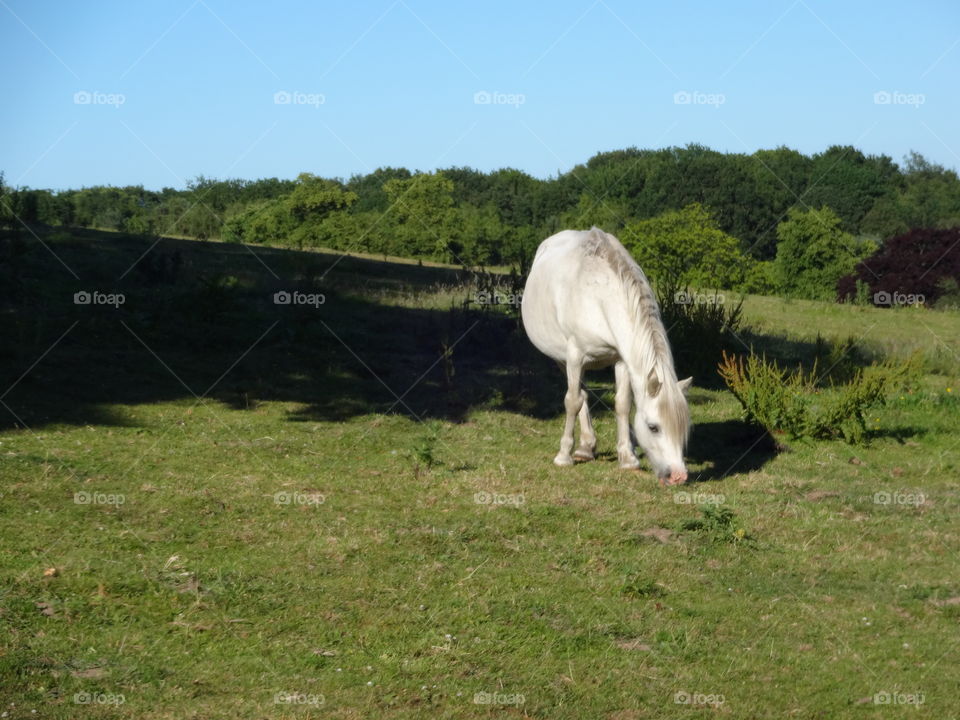 white pony