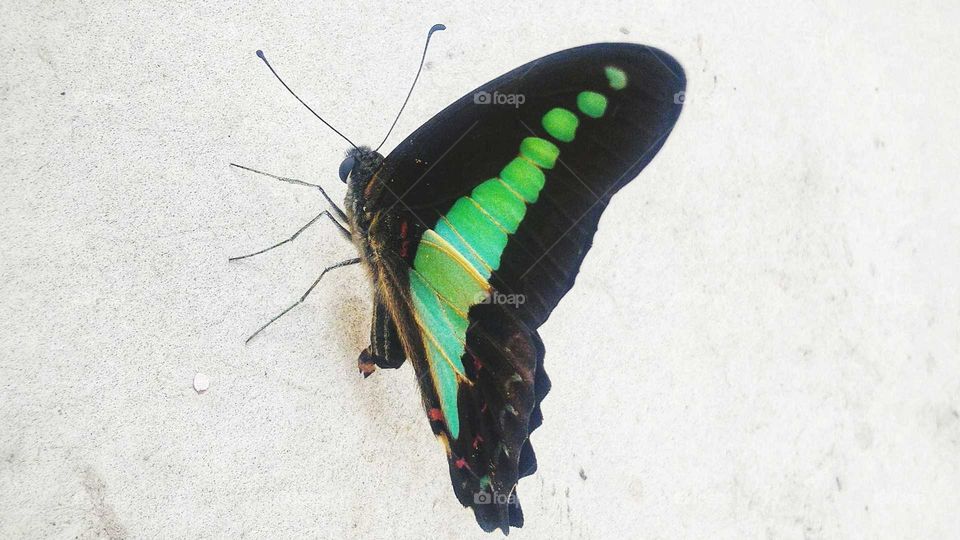 Tosca green and black butterflies