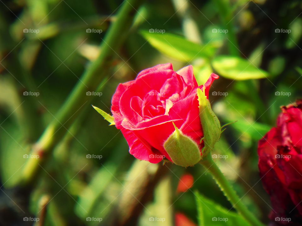 beautiful rose