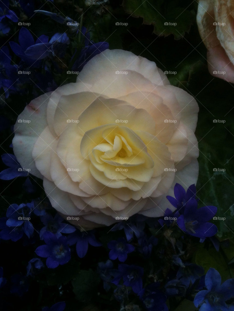 flower blue white summer by gregmanchester