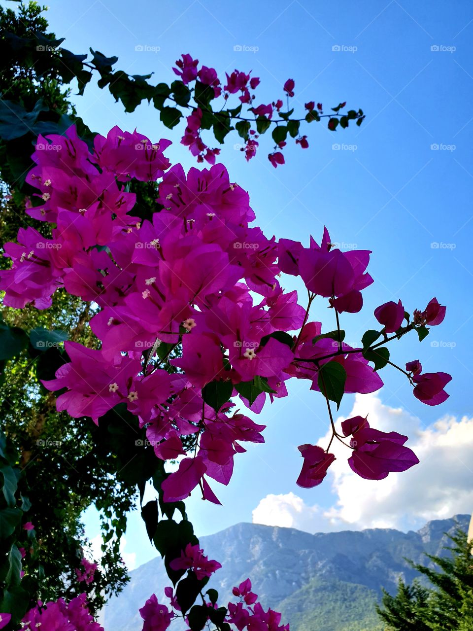 flowers sky montains