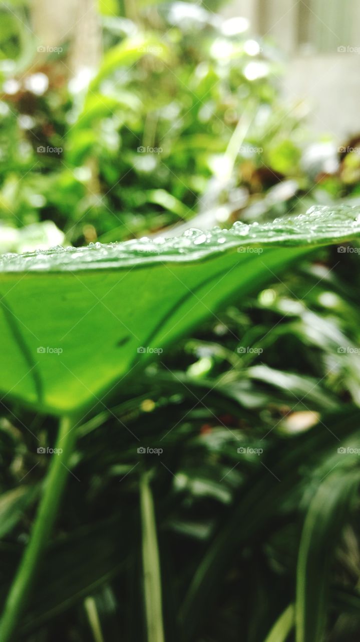 rainforest leaves