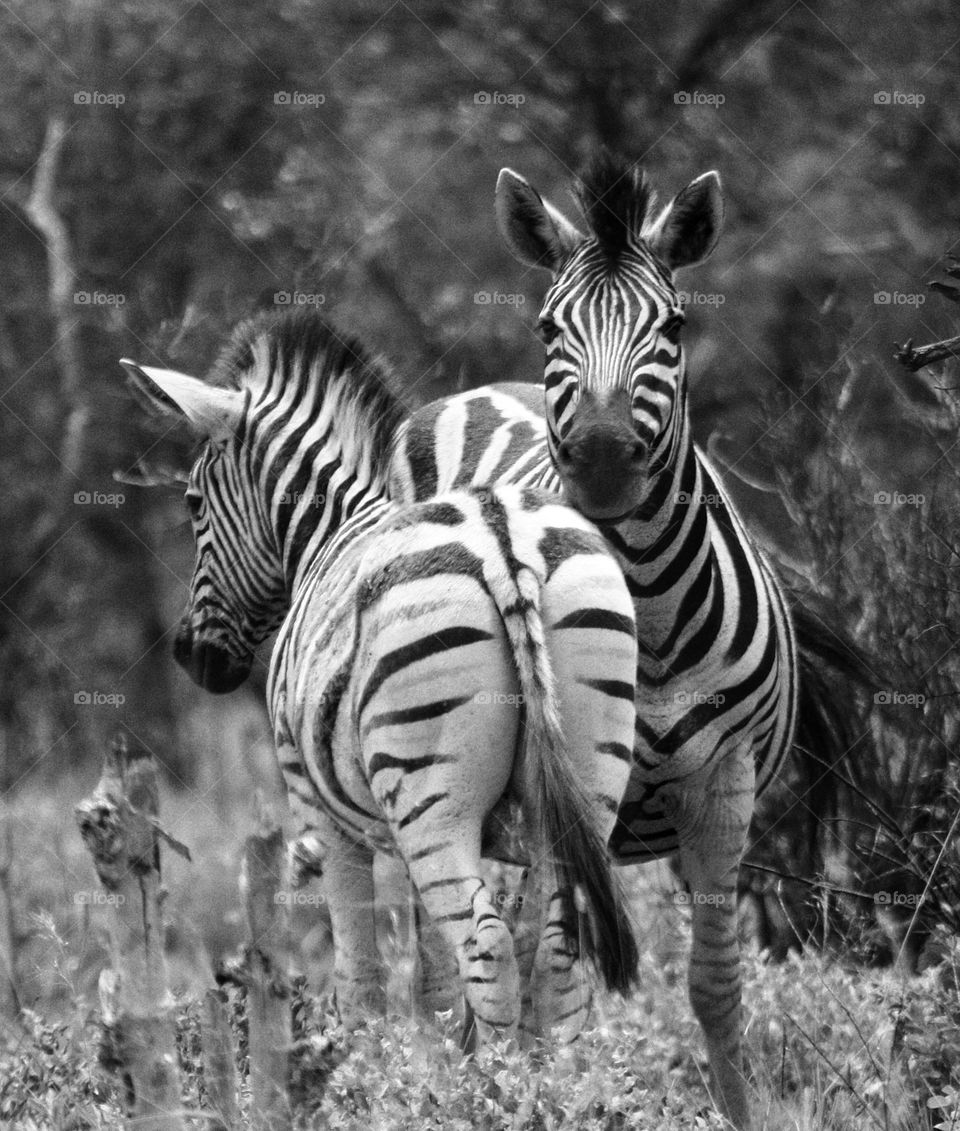 beautiful  zebras