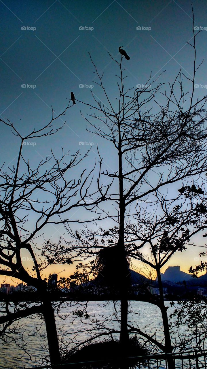 Árvores secas no primeiro plano com dois pássaros em seus galhos e ao fundo um lindo pôr do sol fazendo sobressair a forma da Pedra da Gávea.