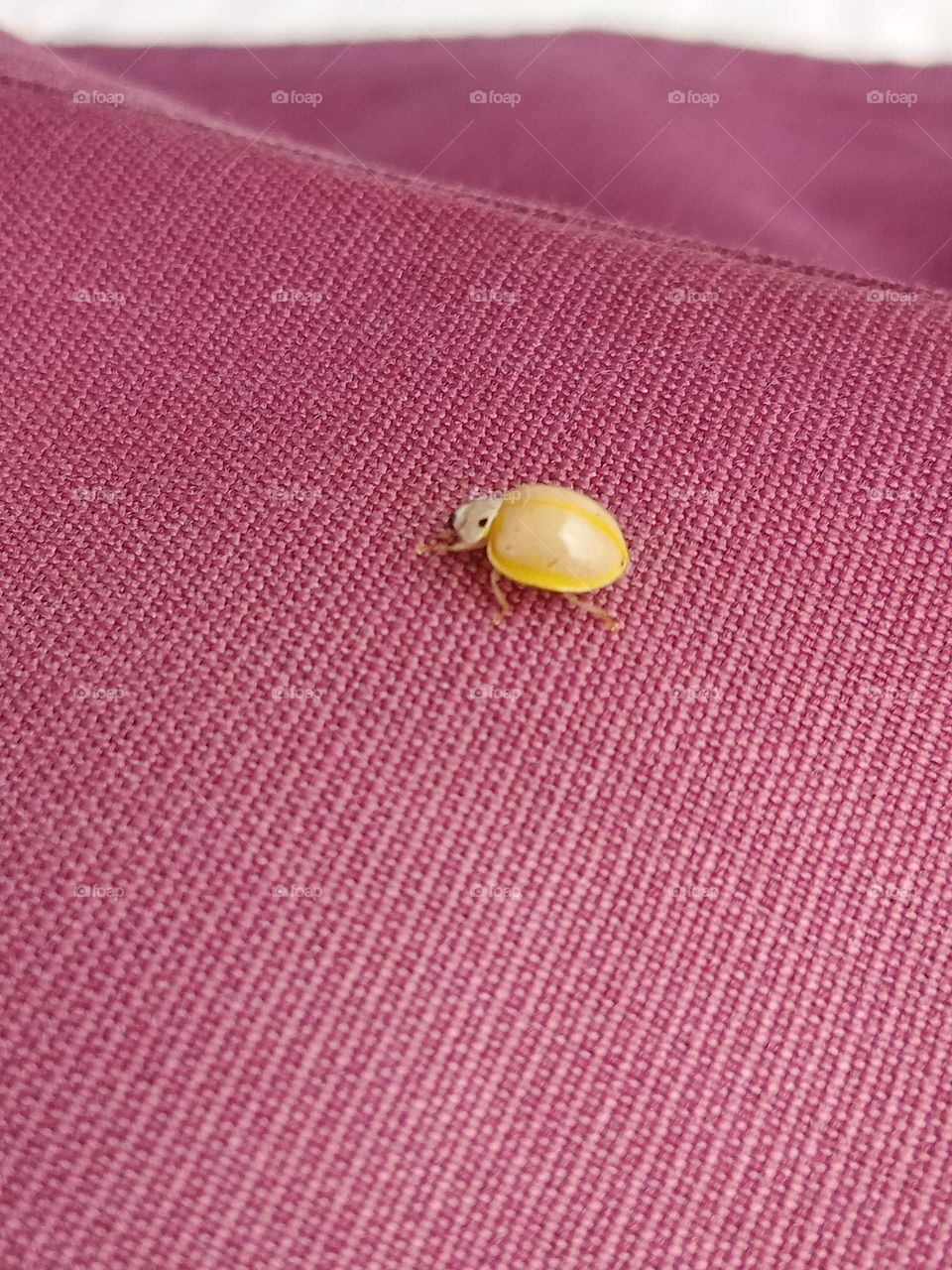 *ravarma vanguvo*  Small beetle, Golden yellow, Maroon, illeiscincta, Fabriciius