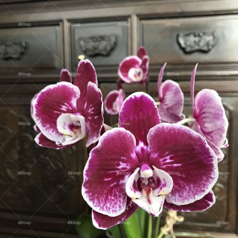 My blooming orchids 