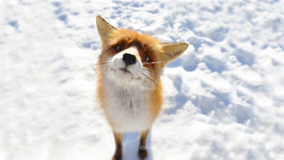 Clever Fox in ice