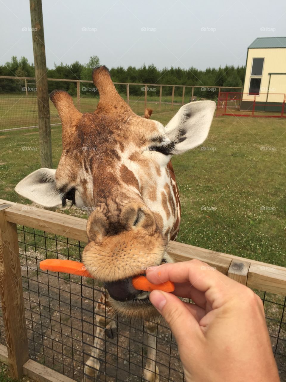 Giraffe at zoo