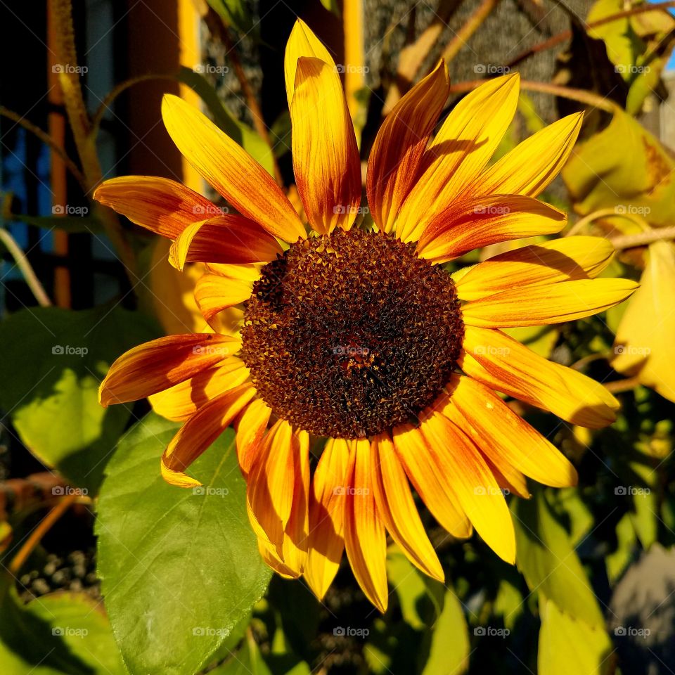 High angle view of sunflower