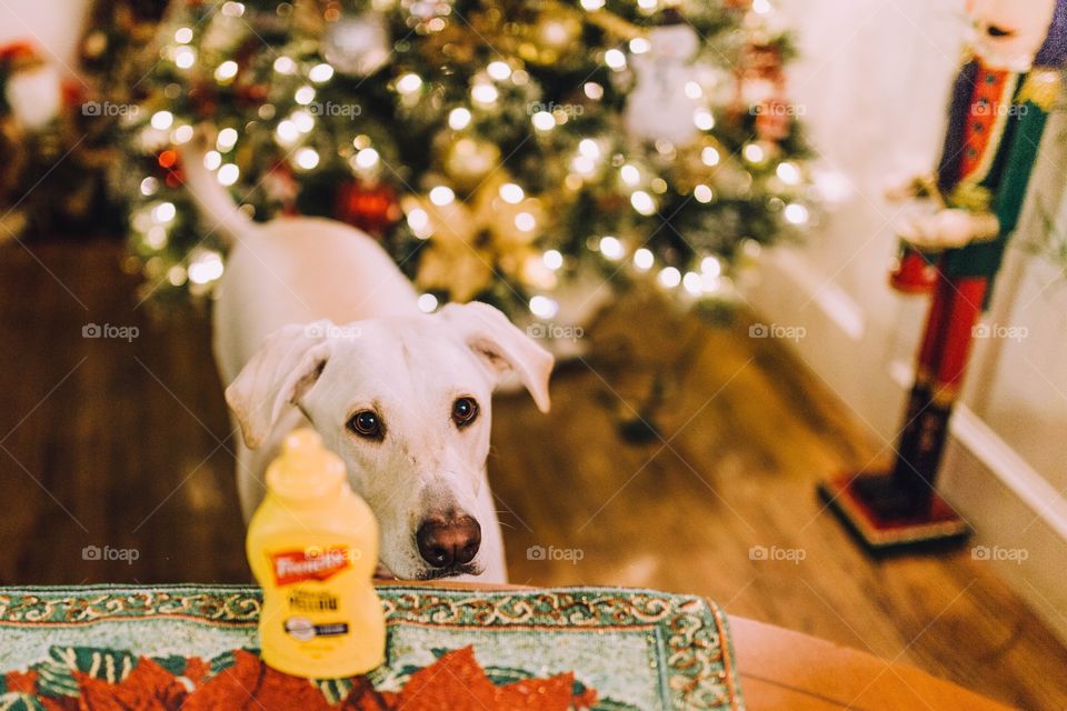 French's yellow mustard