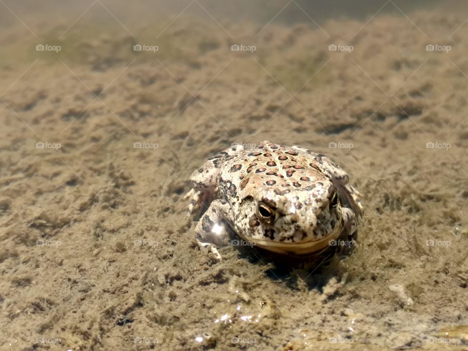 toad in water
