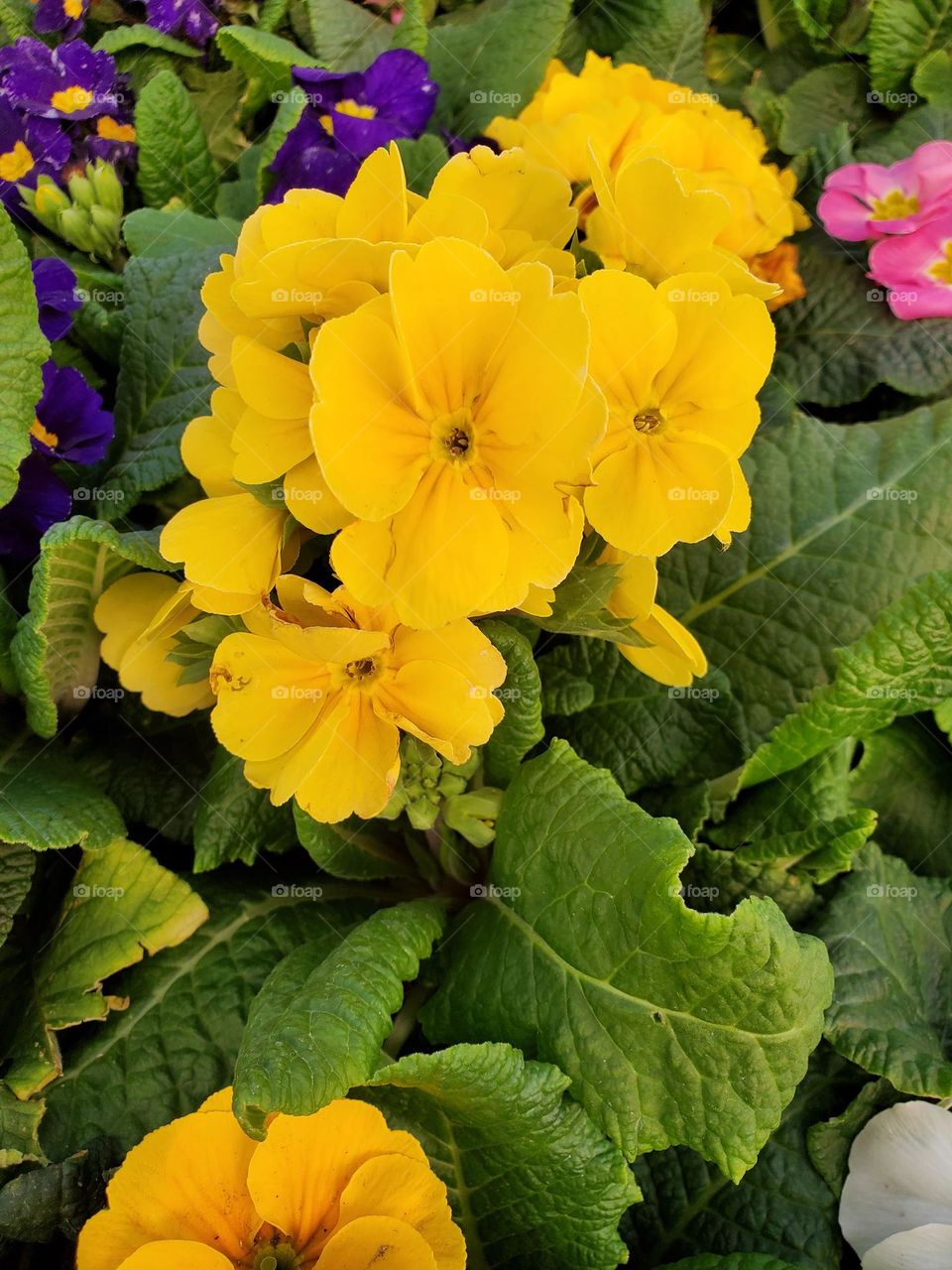 Yellow Flowers in Bloom