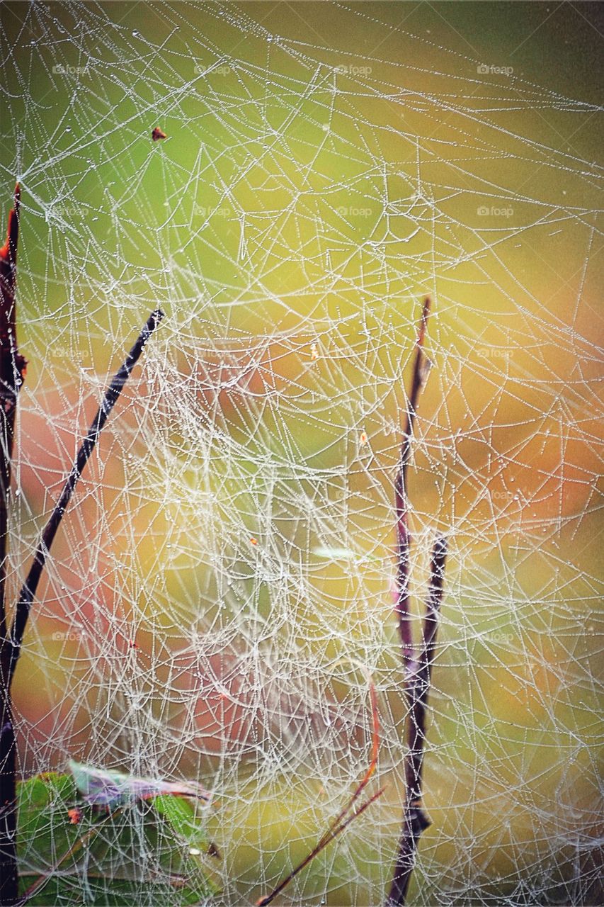 Spider web