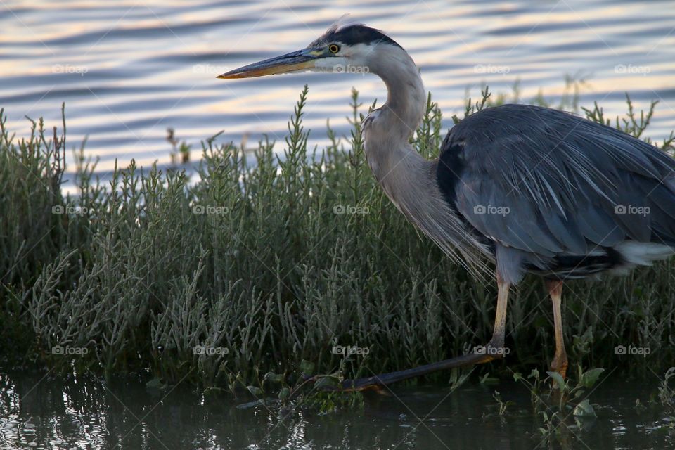 Blue heron