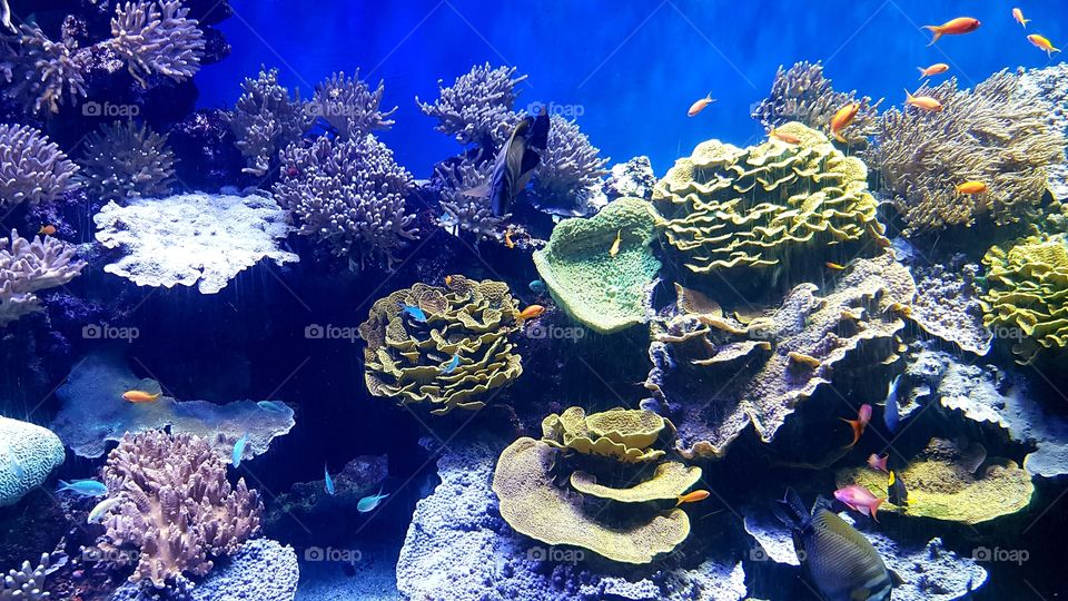 Musée Océanographique de Monaco