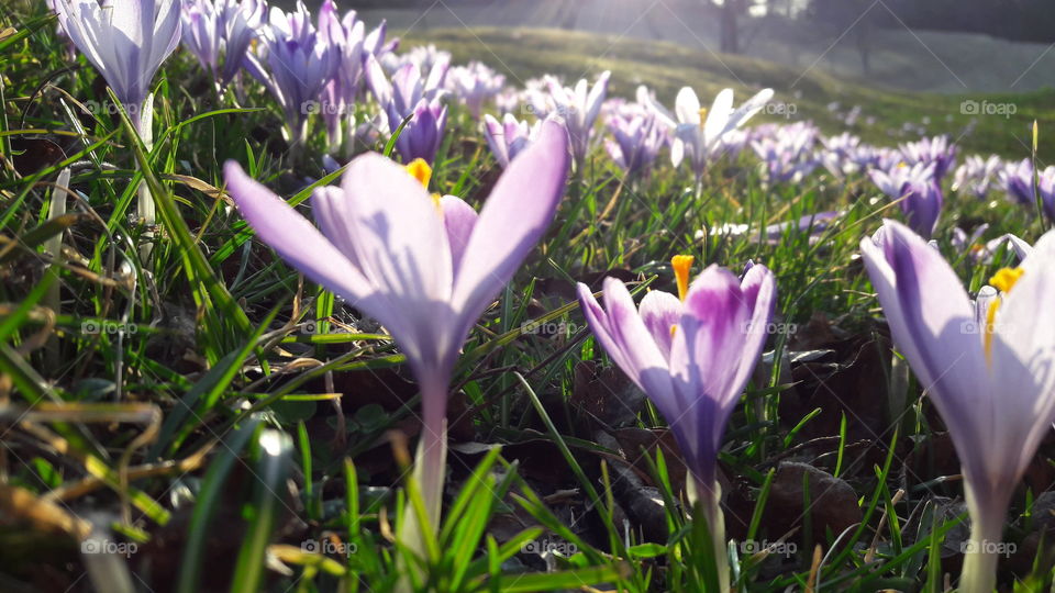 flowers violet closeup