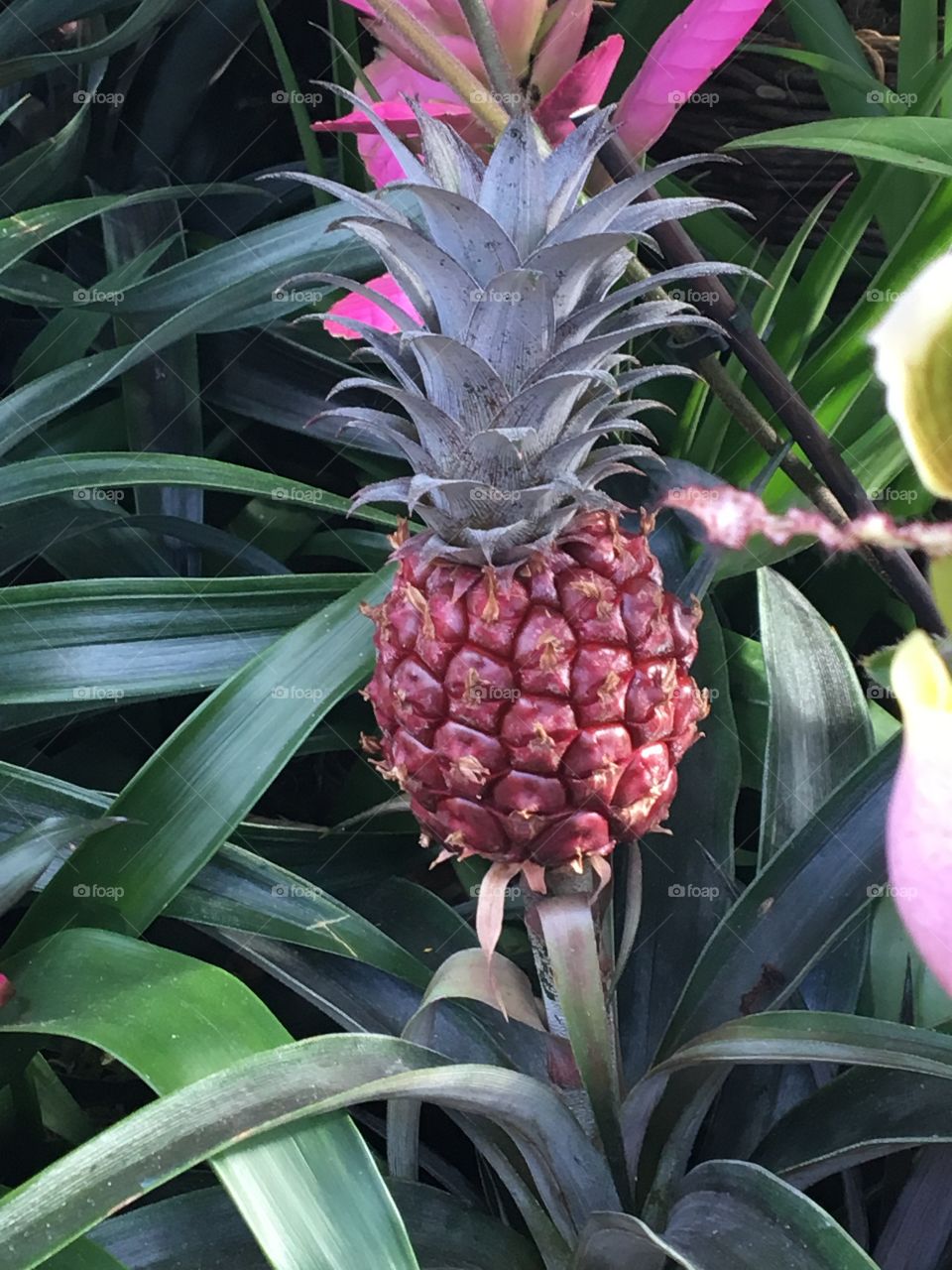 Little pineapple growing amongst the orchids