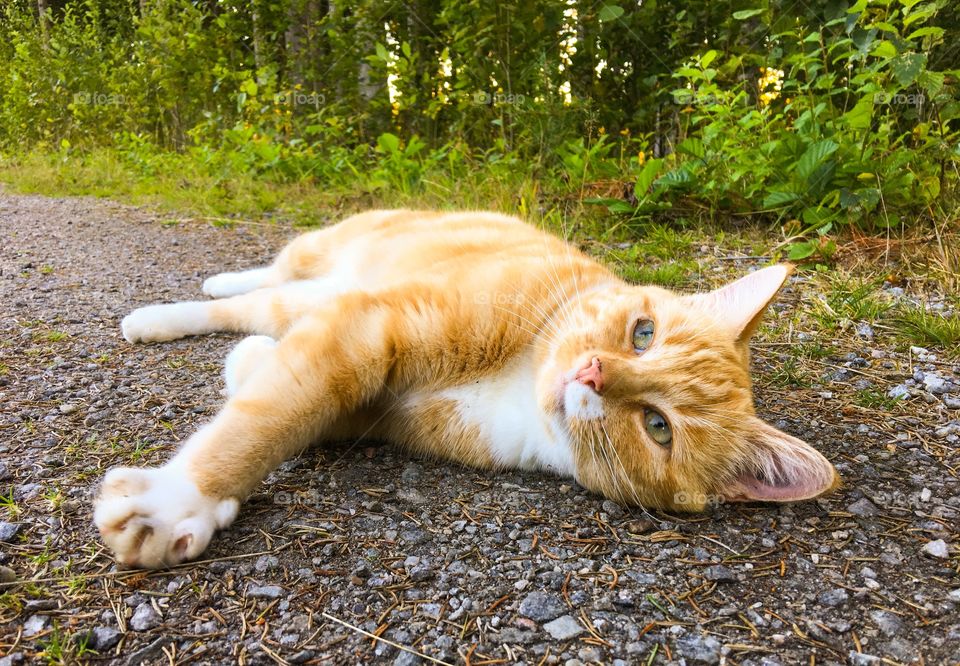 Close-up of domestic cat