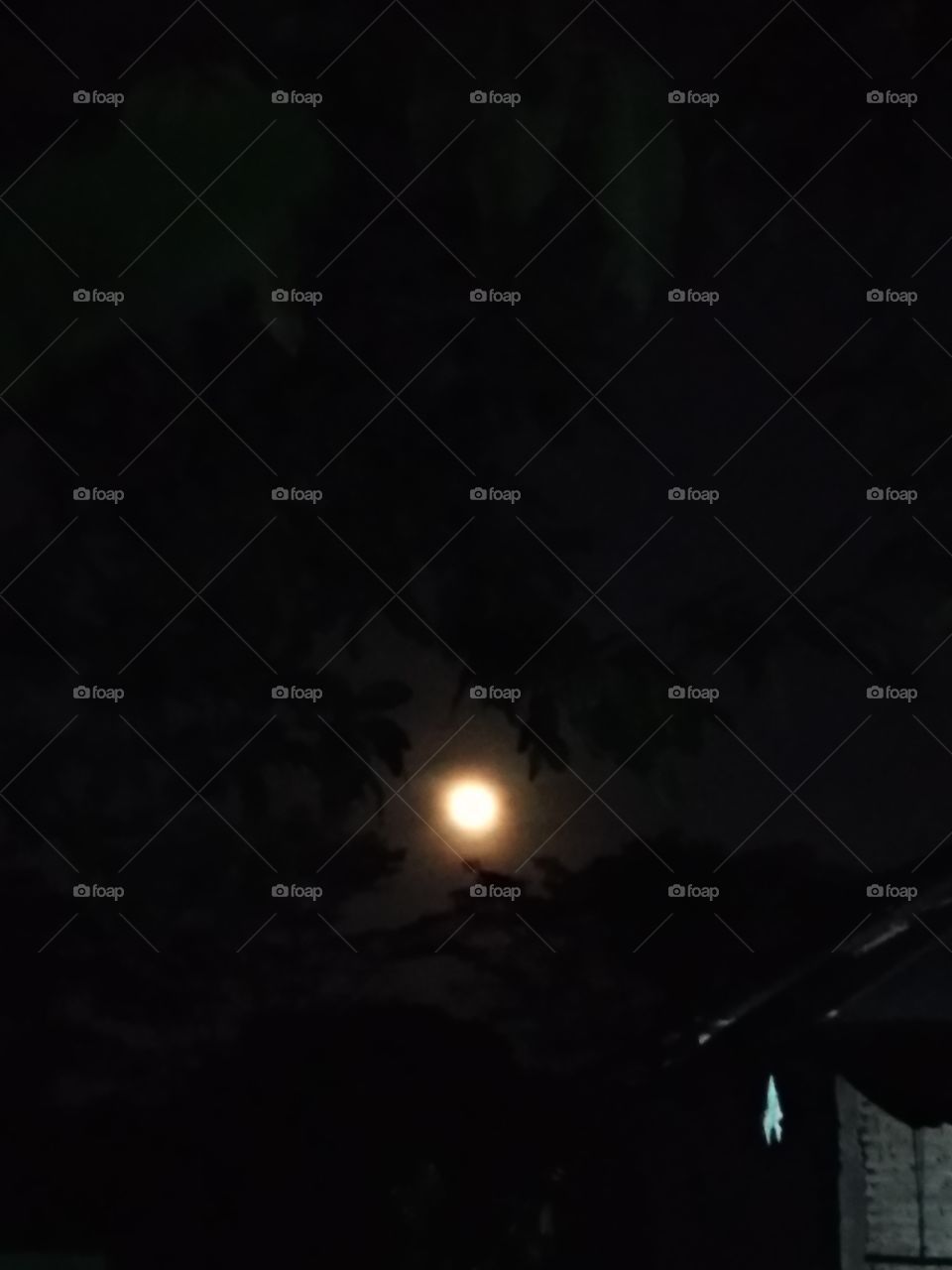 the moon at night