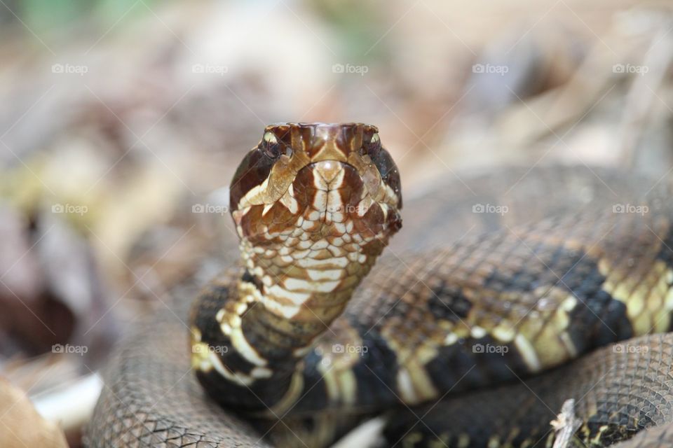 Cottonmouth 