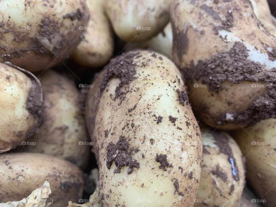 Fresh potatoes with soil