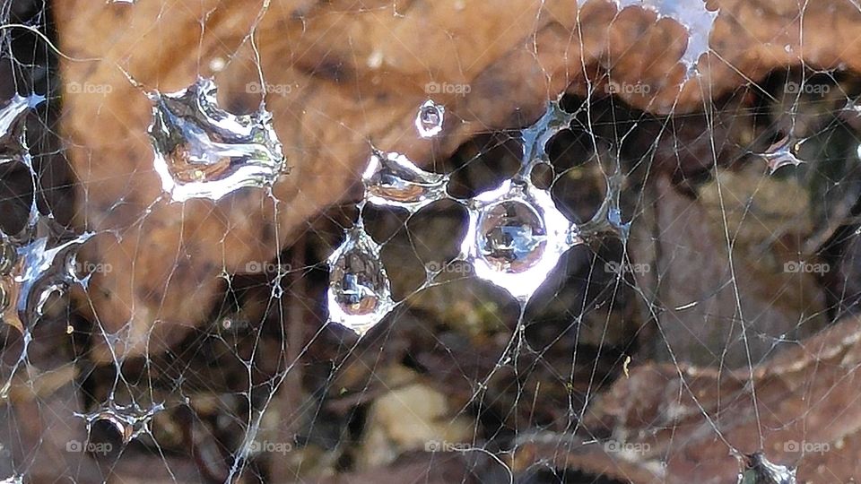 Dew drops in web