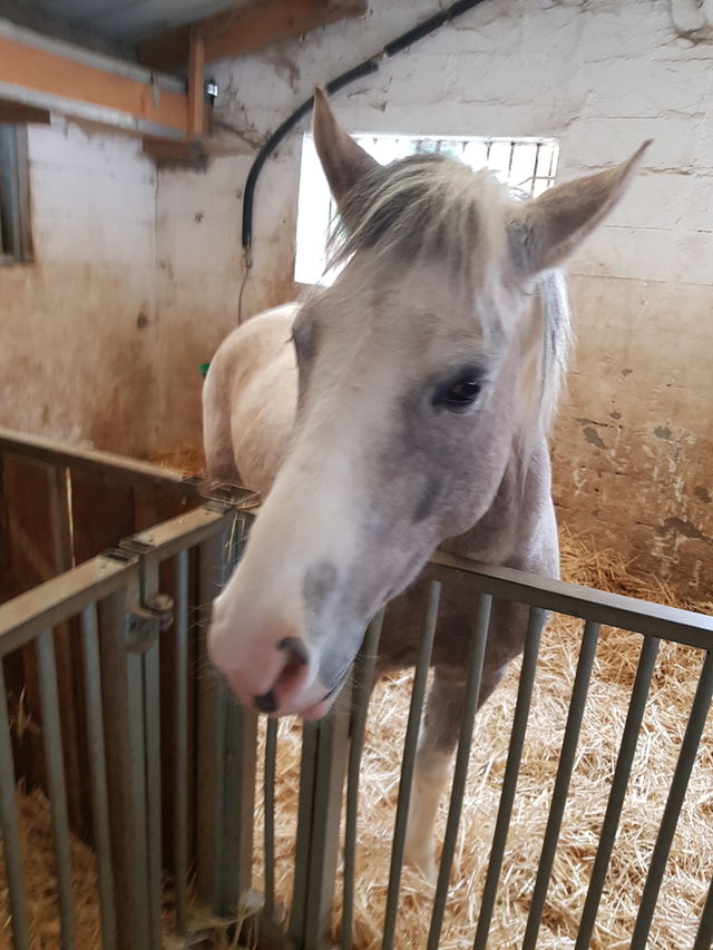poney dans son box au centre équestre