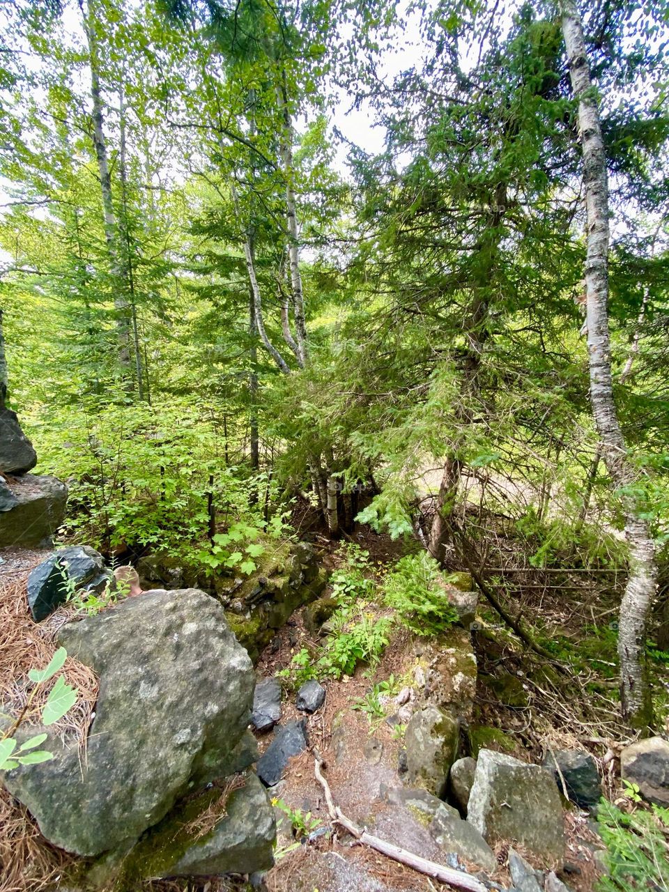 Rocky Wilderness forest in Michigan’s Upper Peninsula 