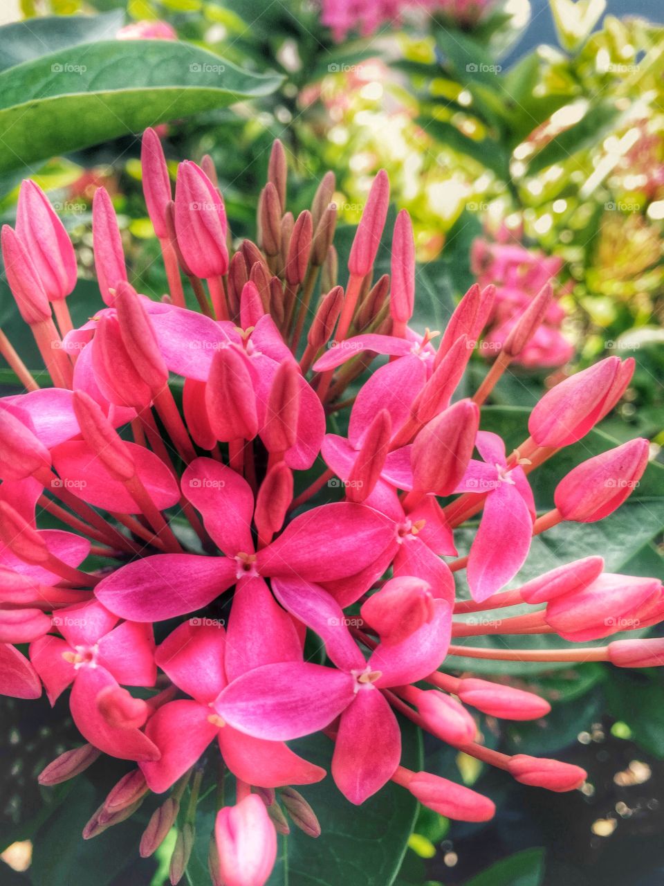 Pink burst. A bright pink bloom