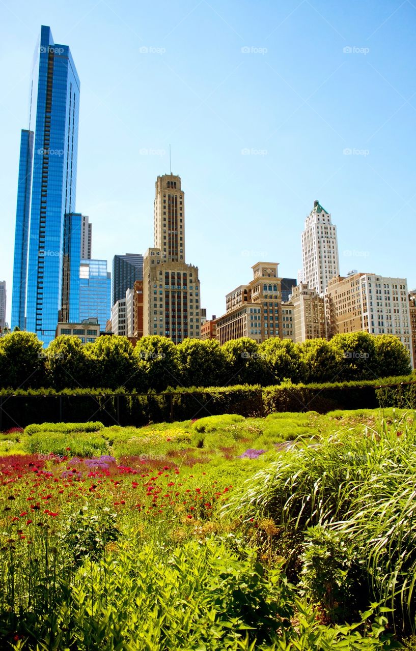 Wild flower garden in chicago